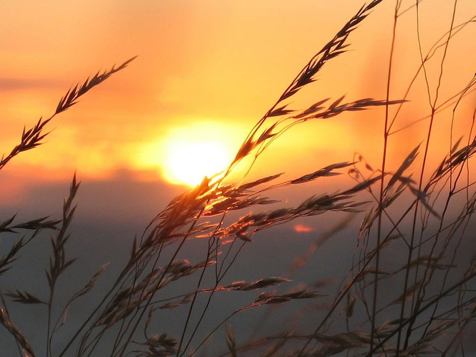 Photographer: Pixoman
Agency: Pixabay Grass in sunset.